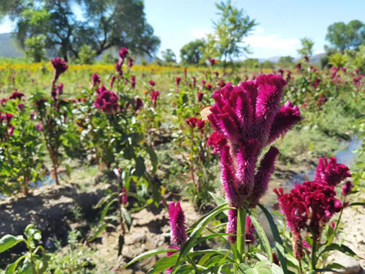 Flores de La Mesa, del campo a la tumba