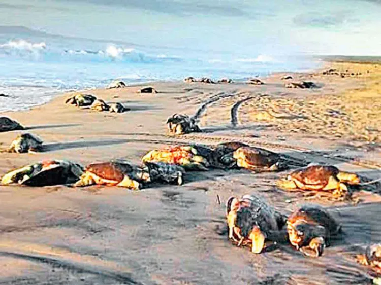 Localizan cientos de tortugas muertas en Oaxaca