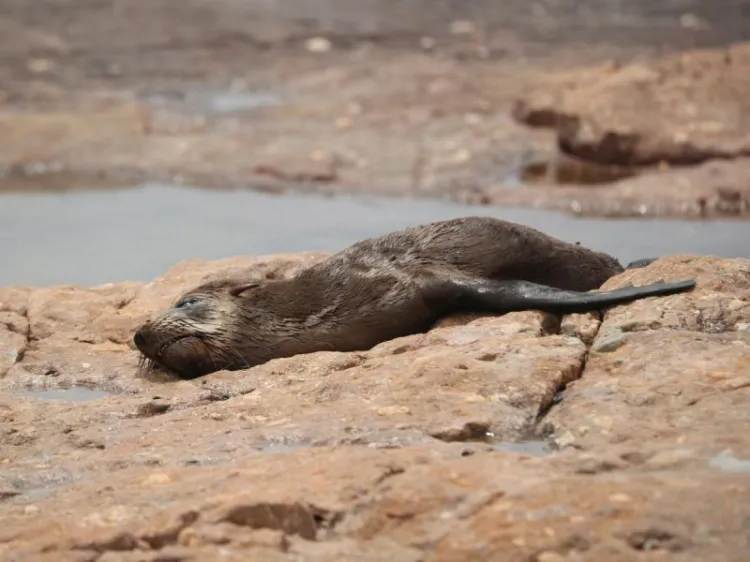 Muerte masiva de focas prende alertas en Sudáfrica