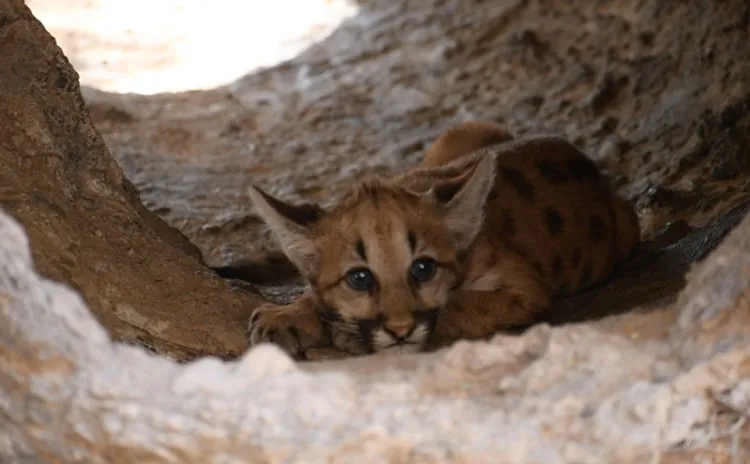 Nacen pumas en Centro Ecológico de Sonora