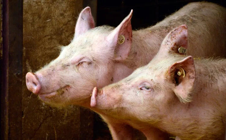 Sacrifican a 4 mil cerdos en Alemania por gripe porcina africana