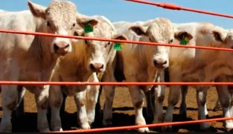 Bajan las exportaciones de ganado para el cierre de año