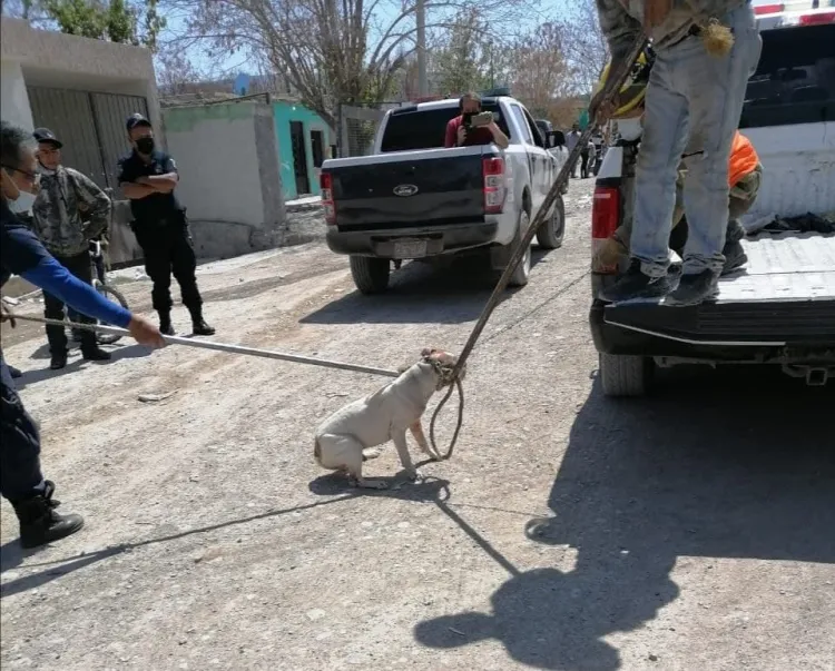 Ataca perro a bebé en Nogales