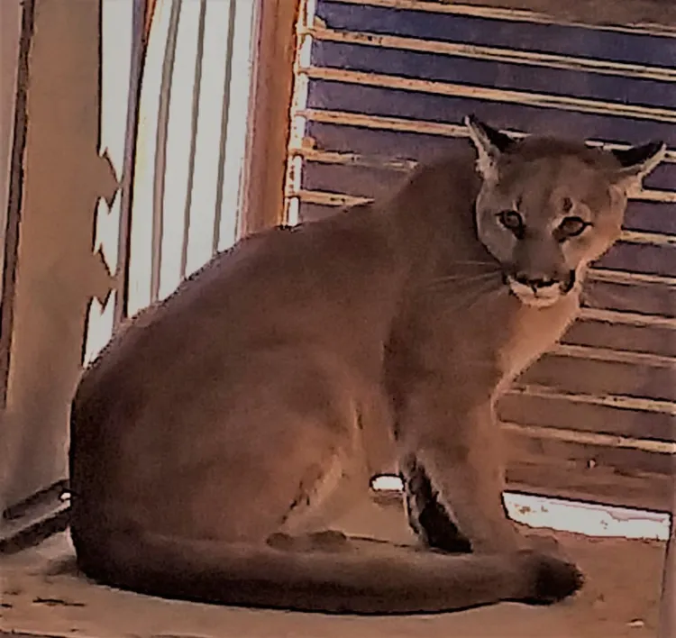 Recibe Centro Ecológico un Puma