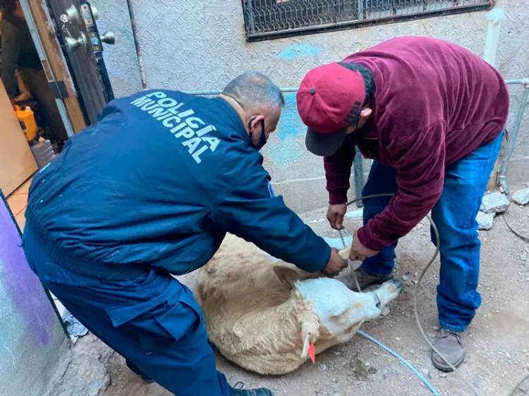 Cae becerro a vivienda