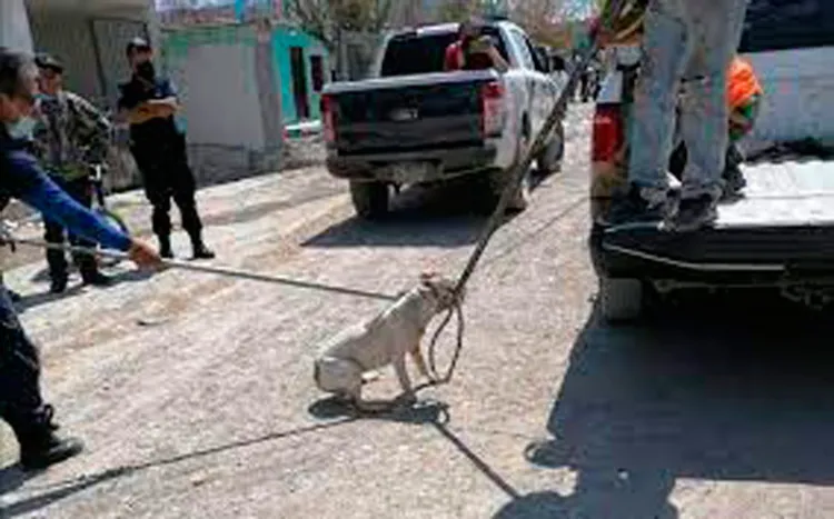 Sufre infante heridas al ser atacado por un perro