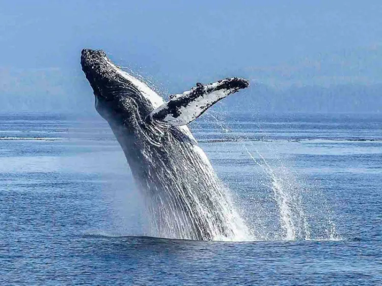 Islandia pondrá fin a la caza de ballenas desde 2024