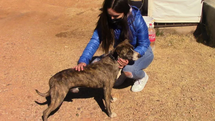 Buscan estudiantes casa para el perrito “cobacho”