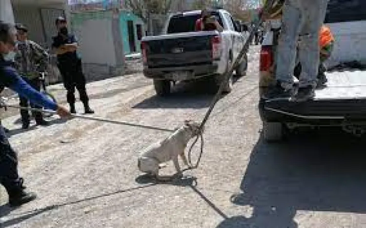 Perro muerde en la cara a niña en La Mesa