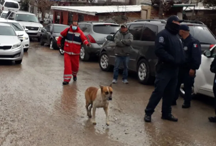 Ataca perro a madre e hijo