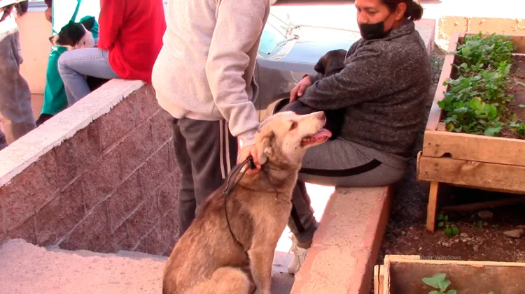 Llevarán programa de castración de mascotas en La Mesa