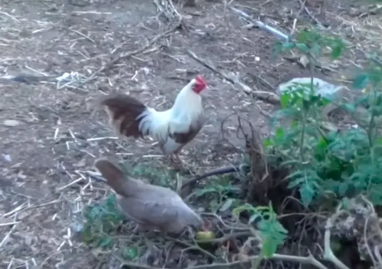 Perros acaban con gallinero en La Mesa