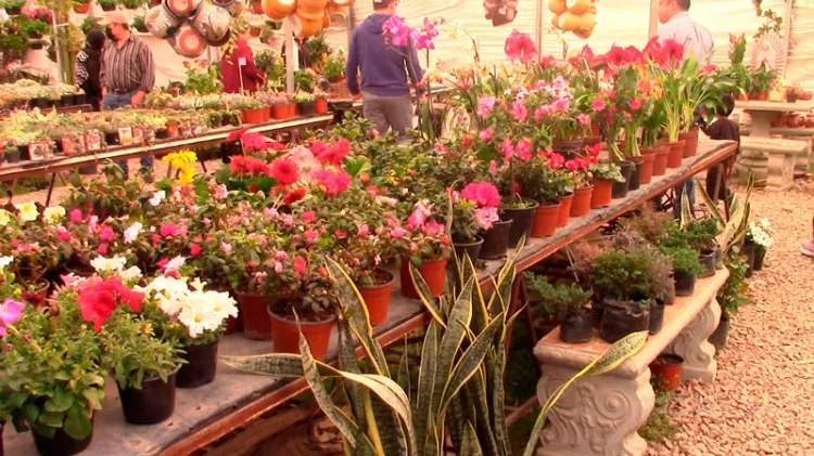 Descubre cuáles son las plantas de temporada primaveral