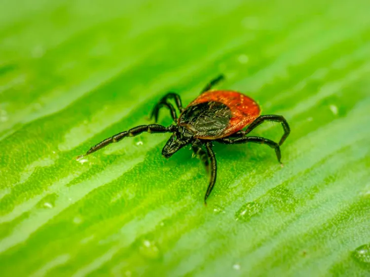 Detectan virus “potencialmente mortal” para humanos; se transmite por garrapatas