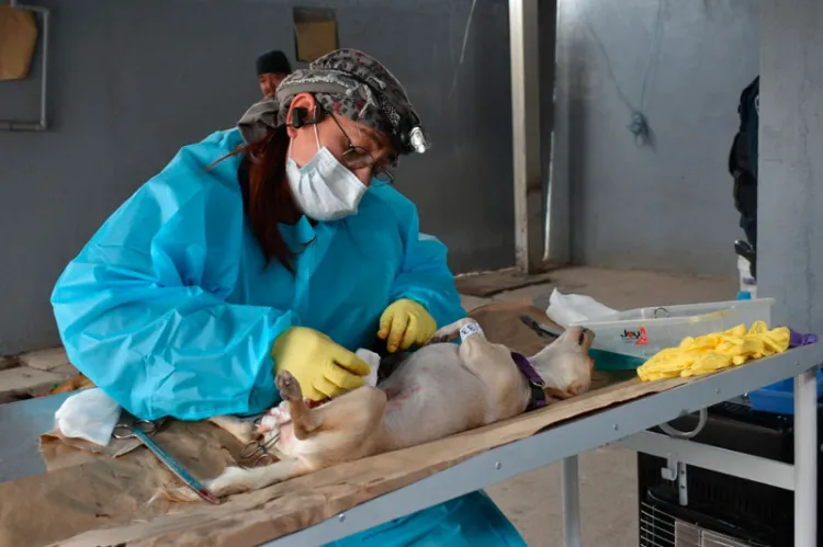 Esterilizan mascotas en la colonia Solidaridad