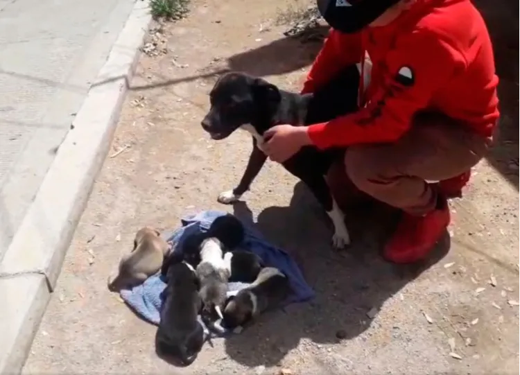 Rescatan bomberos a cachorro atrapado en drenaje