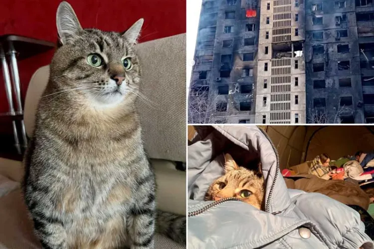 Recauda gato donativos para ayuda de animales en Ucrania
