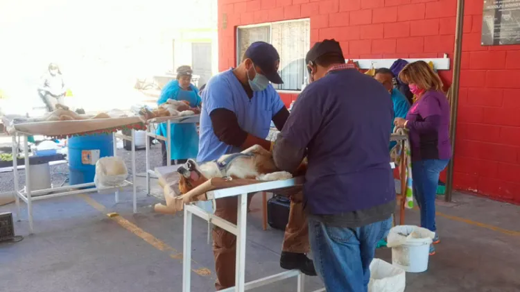 Realizan jornada de castración de mascotas en la San Miguel