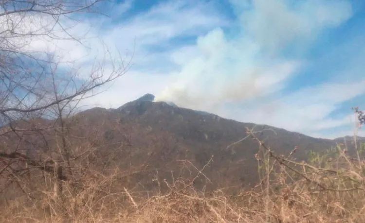 Controlan un 70 por ciento incendio forestal de Álamos