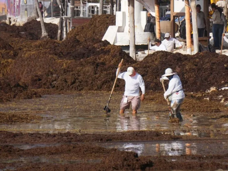 Situación de sargazo en Caribe mexicano es alarmante, reconoce Marina