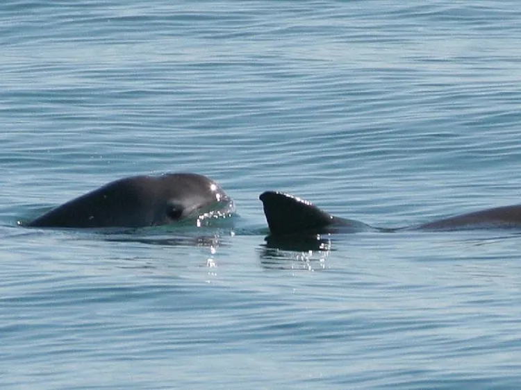 Buscan proteger a vaquita marina de pescadores furtivos