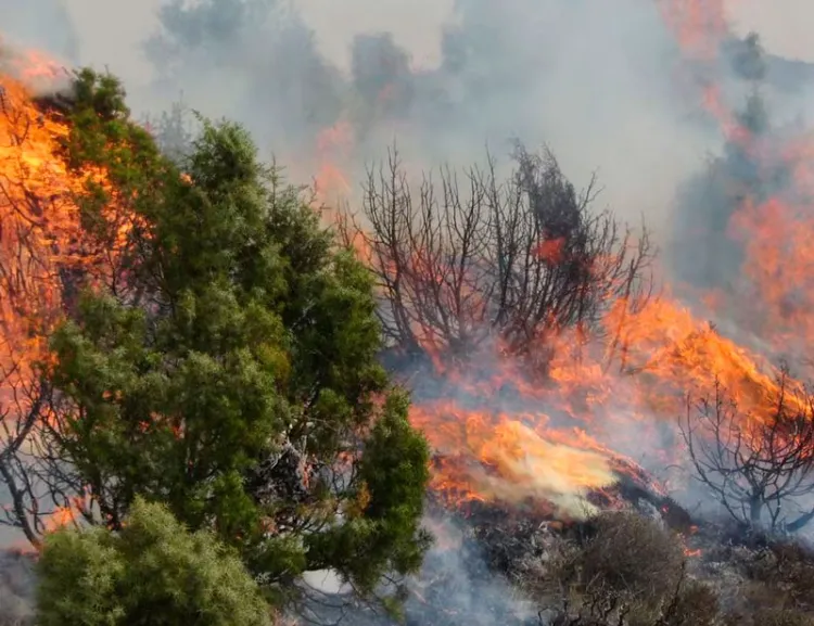 Fuerte aumento de incendios forestales