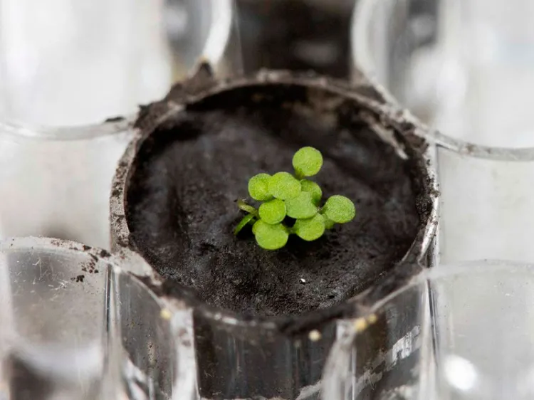 Científicos logran cultivar plantas en suelo lunar; es la primera vez