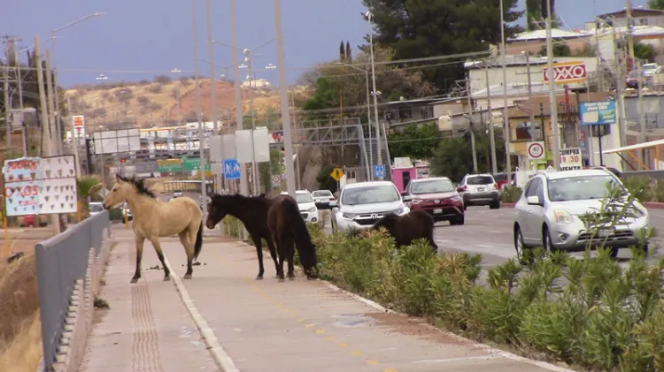 Ganado suelto y sin control en la ciudad de Nogales