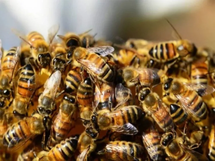 ¿Por qué las abejas son tan importantes para el medio ambiente?