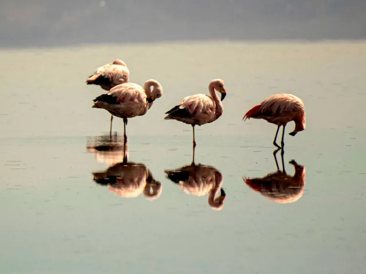 Dañan mineras de litio población de flamencos