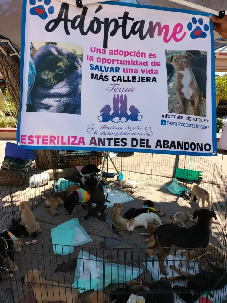 Realizan feria de adopción de mascotas