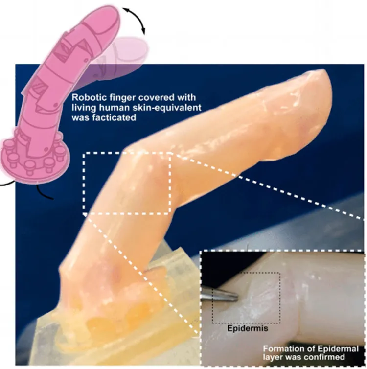 Científicos crean “piel humana” para revestir robots
