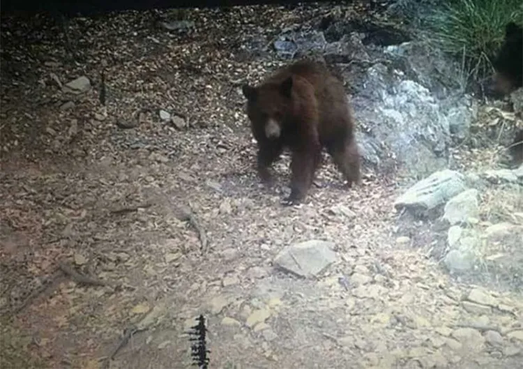 Reubicarán a osos de forma segura en Bacoachi: Protección Civil Sonora