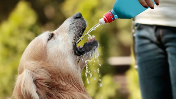 Alertan por golpes de calor en mascotas