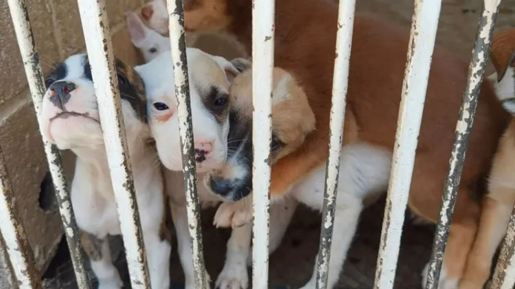 Realizan campaña de adopción en Centro de Protección y Control Animal