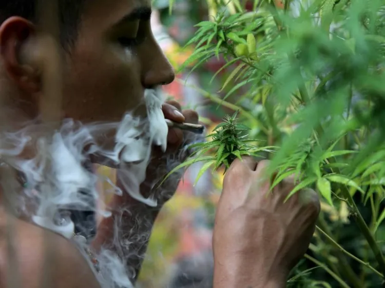 Atrapa marihuana más potente a juventud de EU