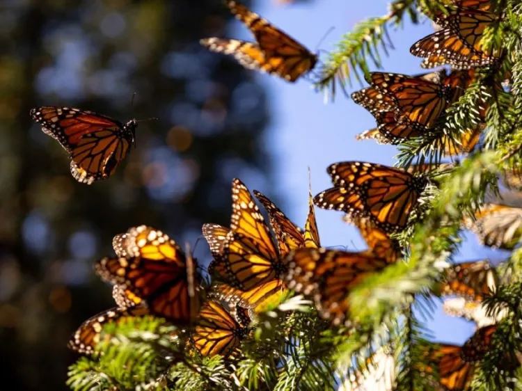 Mariposa monarca entra a lista roja de especies en peligro