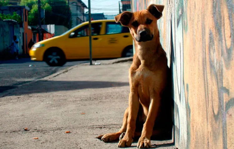 Alistan castraciones en el Centro de Atención Canino y Felino