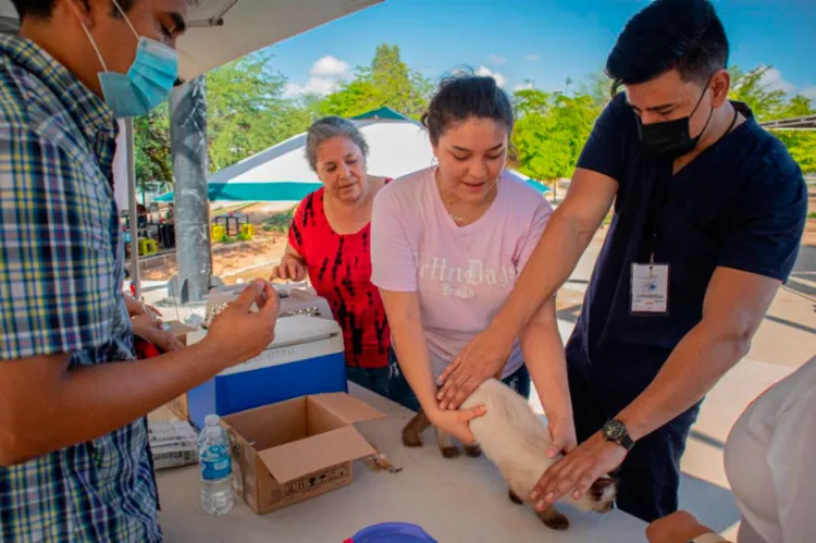 Llevan jornada de salud felina y canina a colonias de la Capital