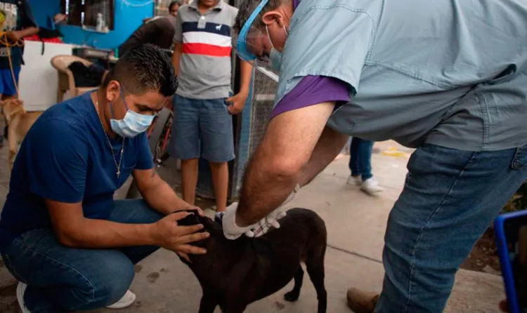 Detectan casos sospechosos de Rickettsia en municipios