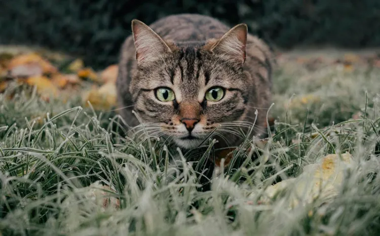 Polonia declara a los gatos “especie exótica invasora”