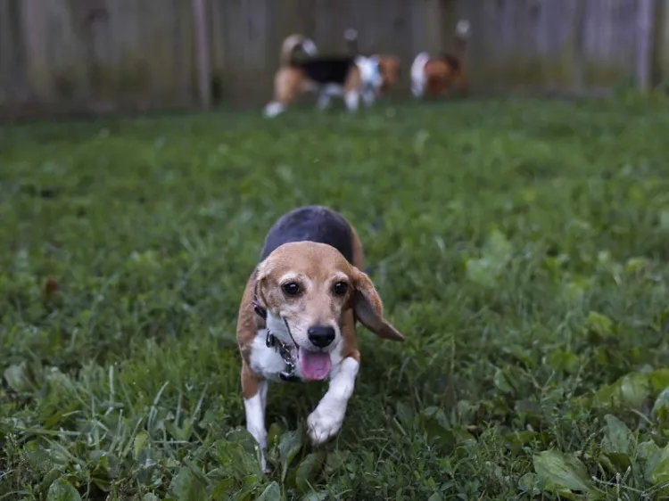 Rescatan más de 4 mil perritos beagle; eran usados en experimentos farmacológicos