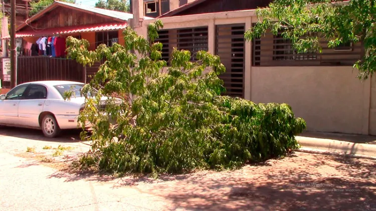 Piden rescatar árbol derribado por lluvias