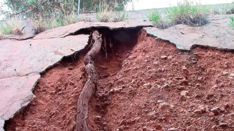 Temen que árbol pueda caer en su casa