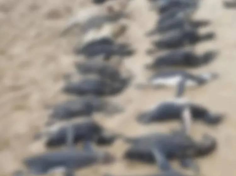 Localizan casi 600 pingüinos muertos en playa de Brasil