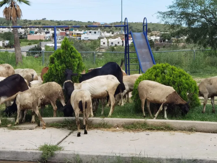 Pasea rebaño de chivos en sector Pueblitos