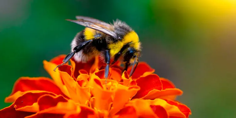 Afecta cambio climático a los abejorros: Estudio