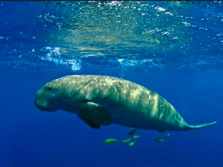Declaran extinto uno de los gigantes más mansos del océano; el dugongo