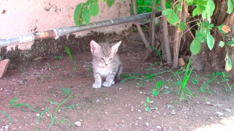 Invitan jornada de esterilización de mascotas