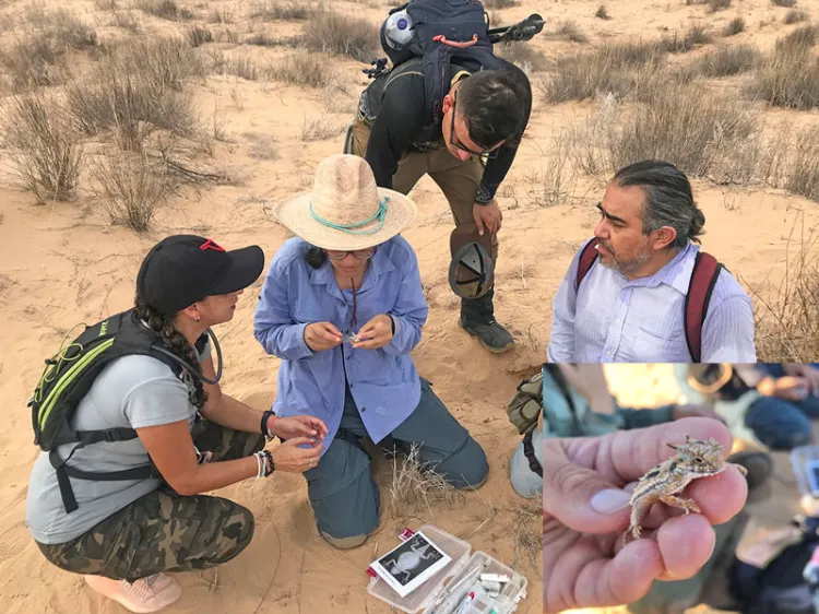 Monitorean el Lagarto Cornudo cola plana en el desierto de El Pinacate